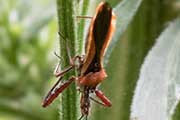 Assassin Bug (Scipinia arenacea) (Scipinia arenacea)